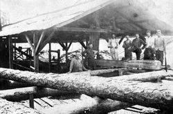  cypress trees cut down